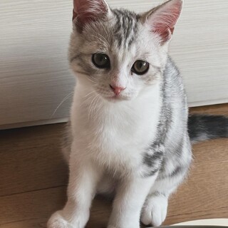 マンチカン長足　元気で人懐こい子です