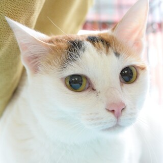 乙女顔❣️柔らかくしなやかな白三毛ちゃん