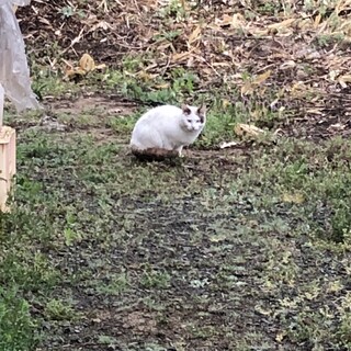 転居と解体により居場所が無くなる猫② 多分メス