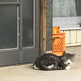 転居と解体により居場所がなくなる猫③