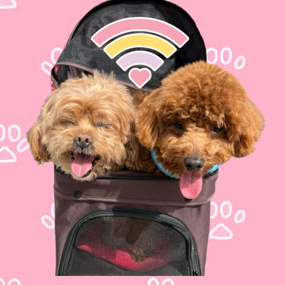 モカ様のカバー写真