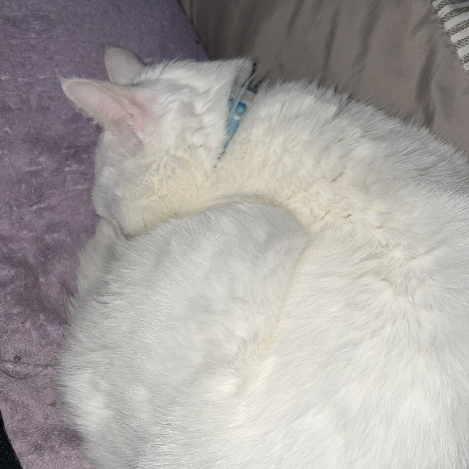 バーボンのカバー写真