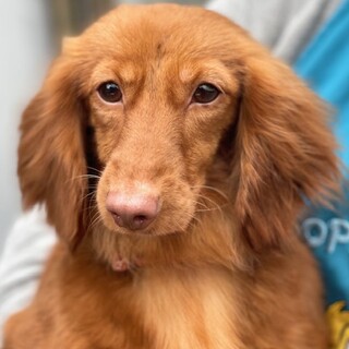 24-W77　綺麗なダックスです！！