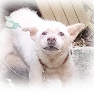 【里親募集】雑種犬