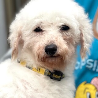 24-M91　小さな大人しい子です。