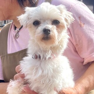 24-W82　小さな小さな女の子です。