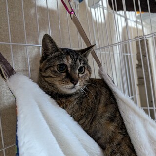 抱っこもできる人慣れしたムギワラの女の子