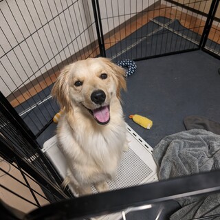 急募 シュシュ 女の子 