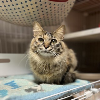 長毛ムギワラ❤️ルーシーちゃん