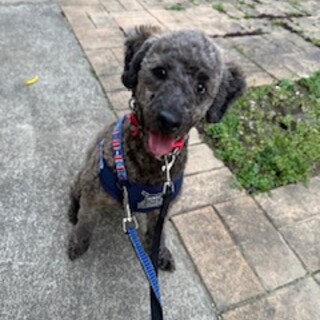 シャイな甘えん坊トイプードルのカカオ君