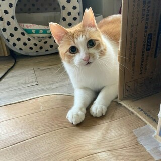 正義感が強い甘えん坊、梅太郎♂️