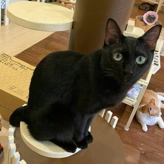 遊ぶのも人間のお膝も大好きここちゃん♀️