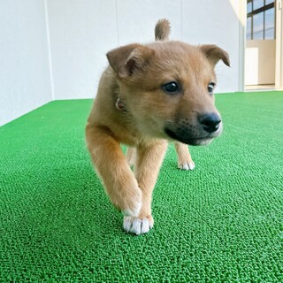 人馴れ・性格◎元気いっぱいマイペースな男の子