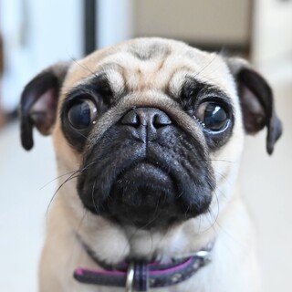 人が大好きでとっても懐っこい、パグの女の子！