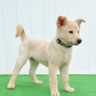 性格・人馴れ◎元気いっぱいフレンドリーな男の子