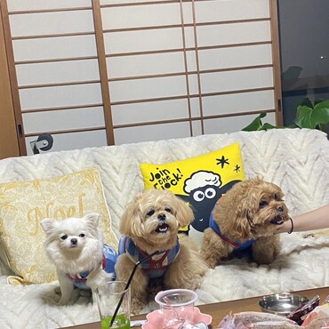 私のお家に大好きなましゅみり(気絶)！5年間愛を伝え続け会うことができました！