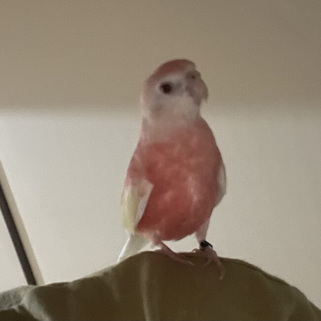 もも_はるのカバー写真