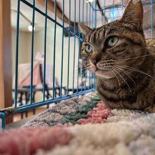 甘えん坊キジ女子☆