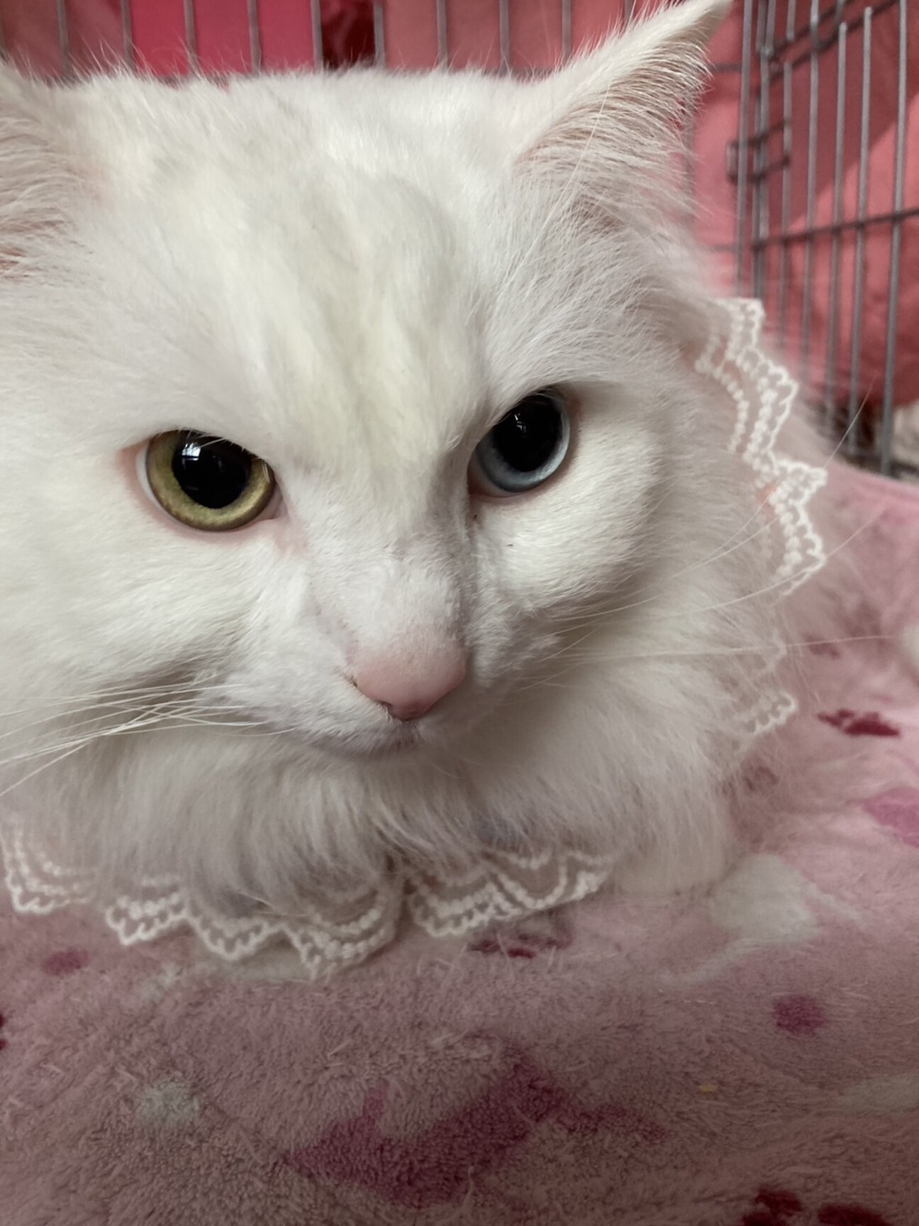長毛オッドアイ アリスちゃん」千葉県 - 猫の里親募集(487368