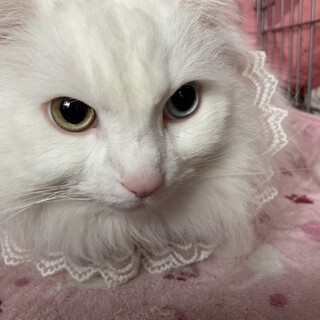 長毛オッドアイ　アリスちゃん