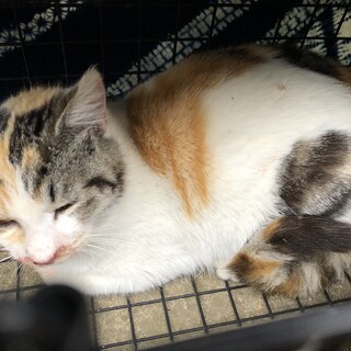 トライアル中です　　8-8  小柄な三毛猫