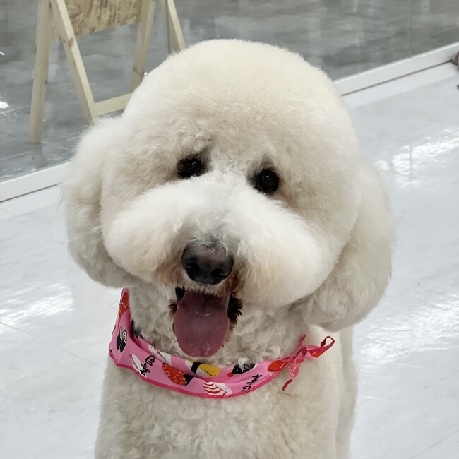 ちぃちゃちゃのカバー写真