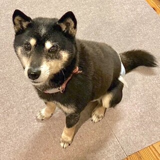 甘えん坊のシニア女子、柴のうめたまひめ