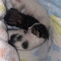 赤ちゃん猫3匹の1匹（キジ白）