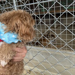 「ペットも行ける動物園」サムネイル2