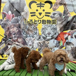 「ペットも行ける動物園」サムネイル3