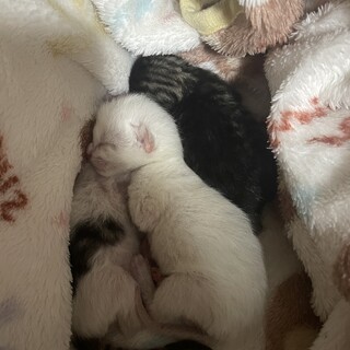 生まれたばかりの3兄弟の1匹（白猫）