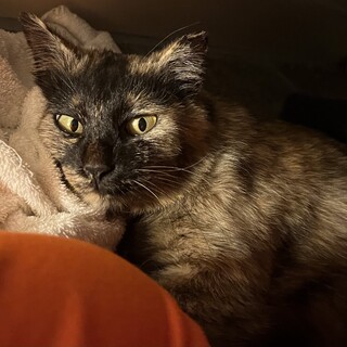 人が大好きミニタヌキ…いえミニサビ猫♪超喋ります♪