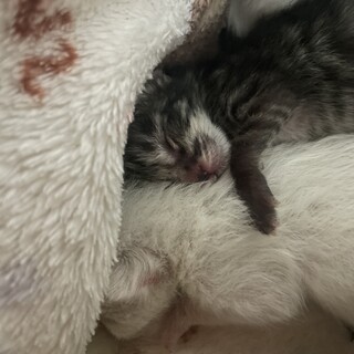 生まれたての猫三兄弟の1匹（キジ）