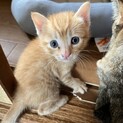 生後1ヶ月過ぎの元気な子猫です