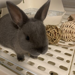 ミニウサギの生後一か月の男の子です