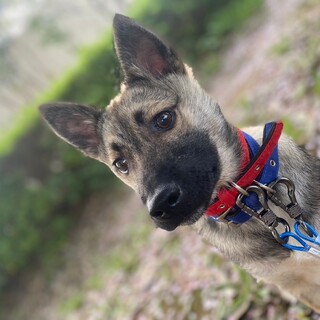 可愛いマーブルのずっとのお家を探しています