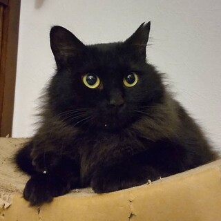 フサフサゴージャス女子