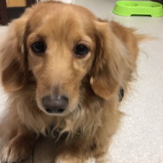 ダックスフント♂