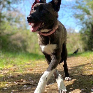 小柄なくぅちゃんのずっとのお家を探しています