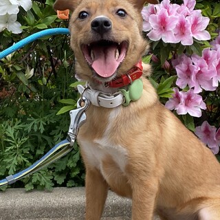 小柄なチャコちゃんのずっとのお家を探しています