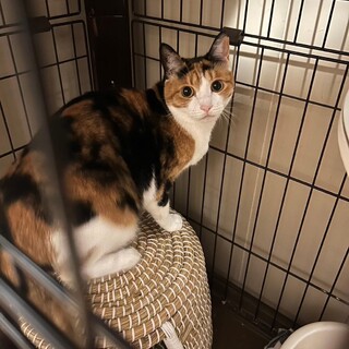 まだ怖がりな美人姉妹くぬぎちゃん♪