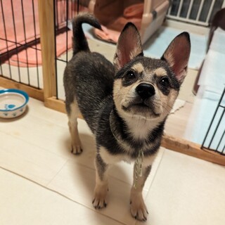 好奇心旺盛☆小ぶりな【バンビくん】