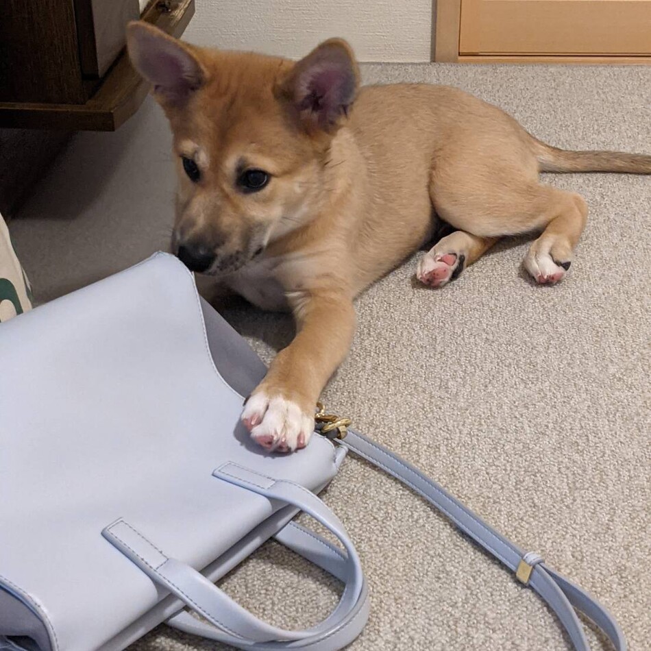 こあのカバー写真