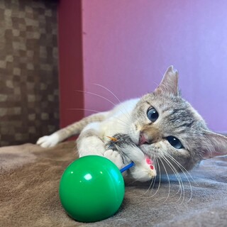 おしゃべり大好きののんびりや