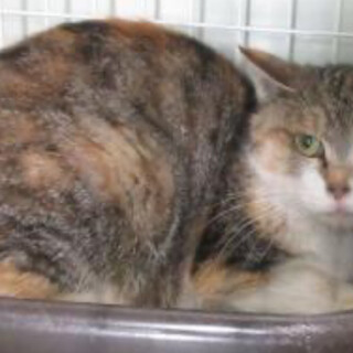 10日最終期限！地域猫？保健所収容で処分対象‼