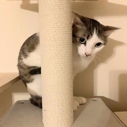 in江南市☆保護猫をオウチに迎えよう！☆2024年4月28日（日）～ちーむ にゃいんず