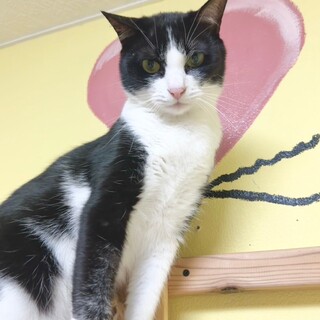 【4/28東銀座】プリンくん★1歳♪