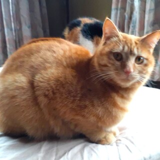 三兄弟イチのイケメン「とら吉」