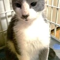人懐こくて性格も抜群！そら君（6歳）