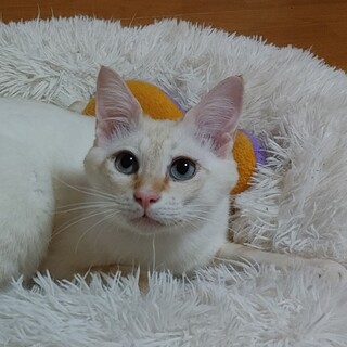 5/5 (日)譲渡会参加　超絶ストーカーニャンコ